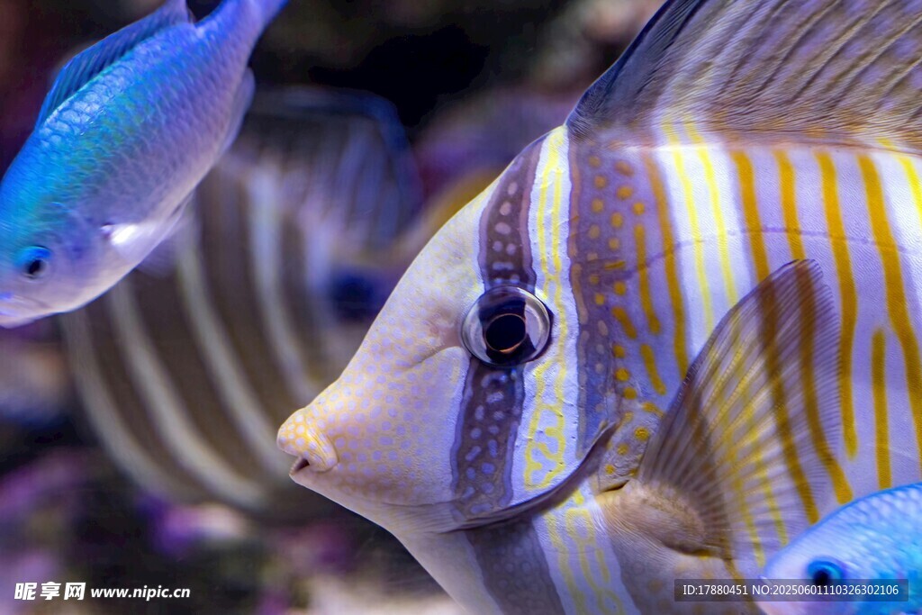 熱帶魚