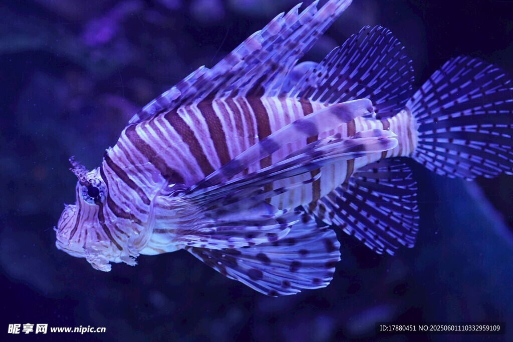 獅子魚