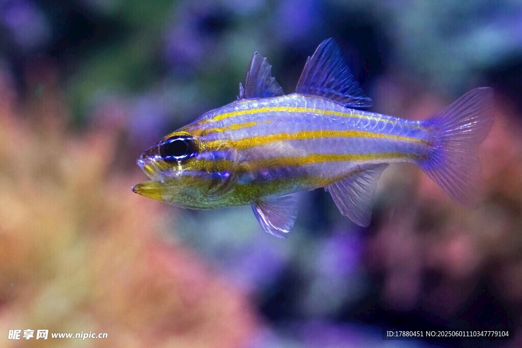 藍黃條紋海魚