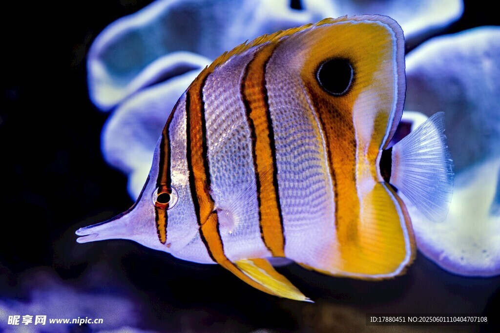 條紋海魚