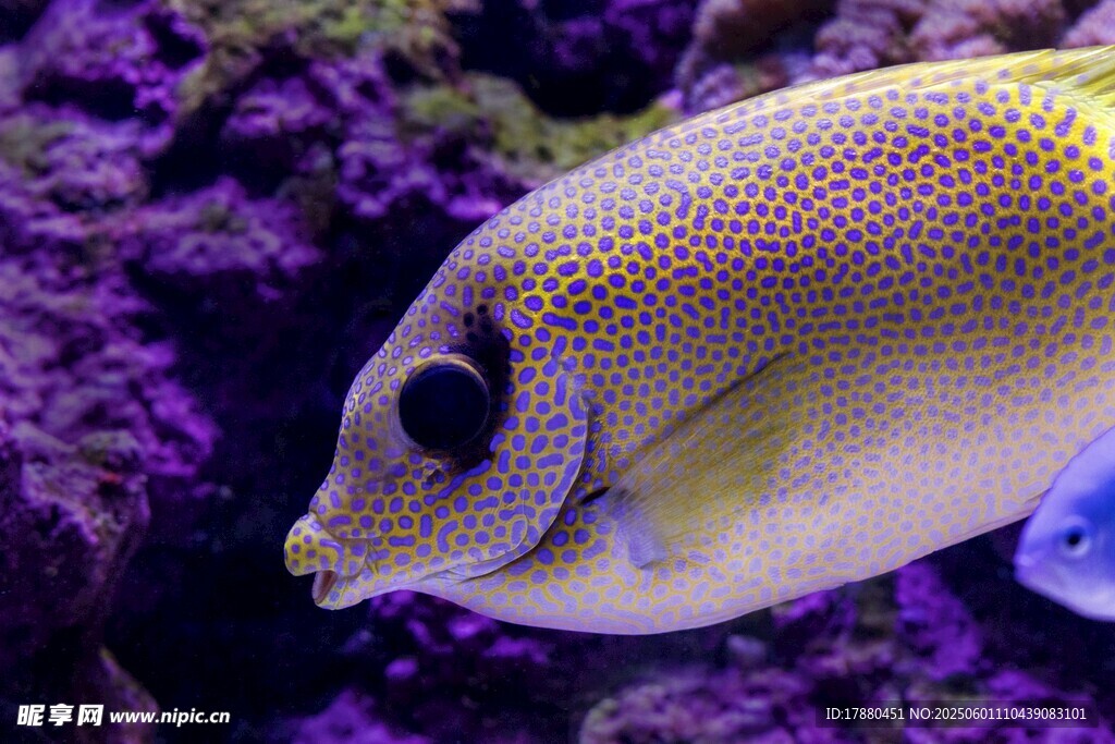 斑點海水魚