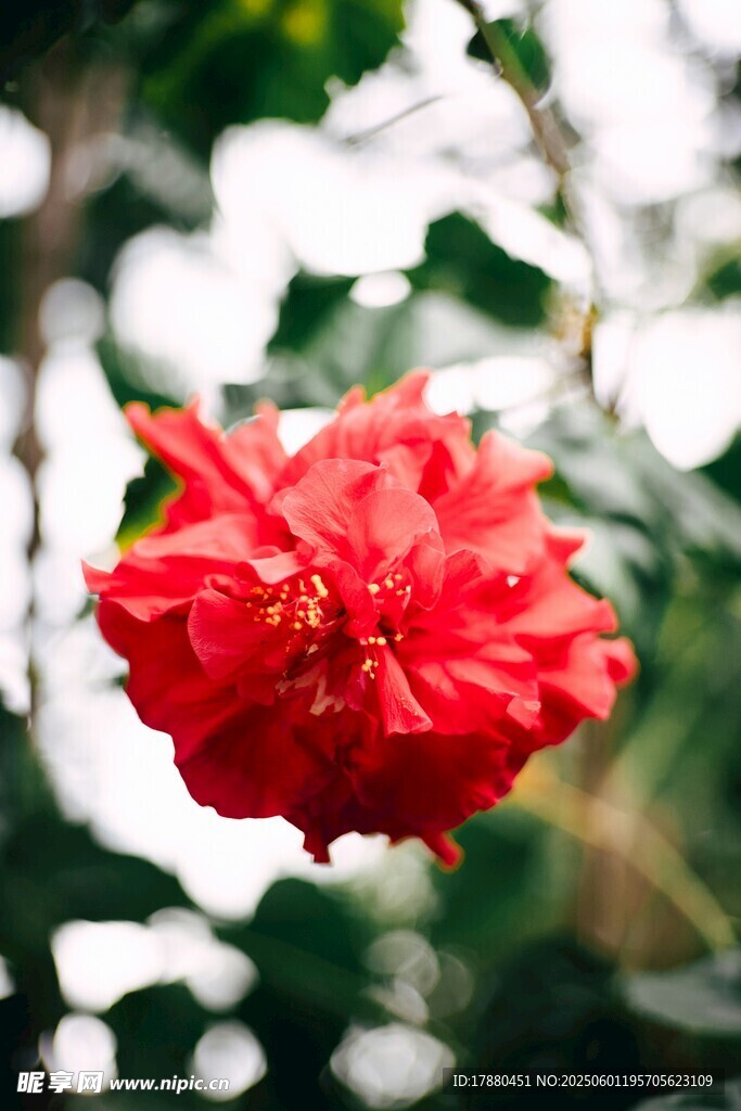 扶桑花