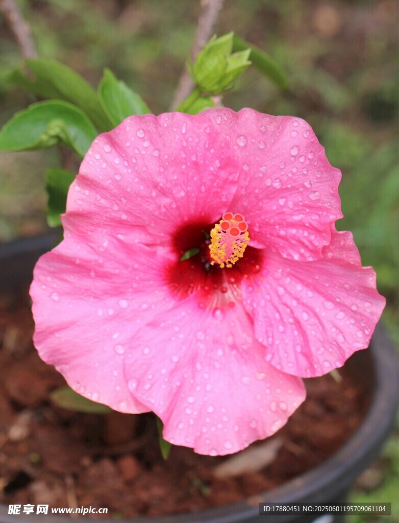 木槿花