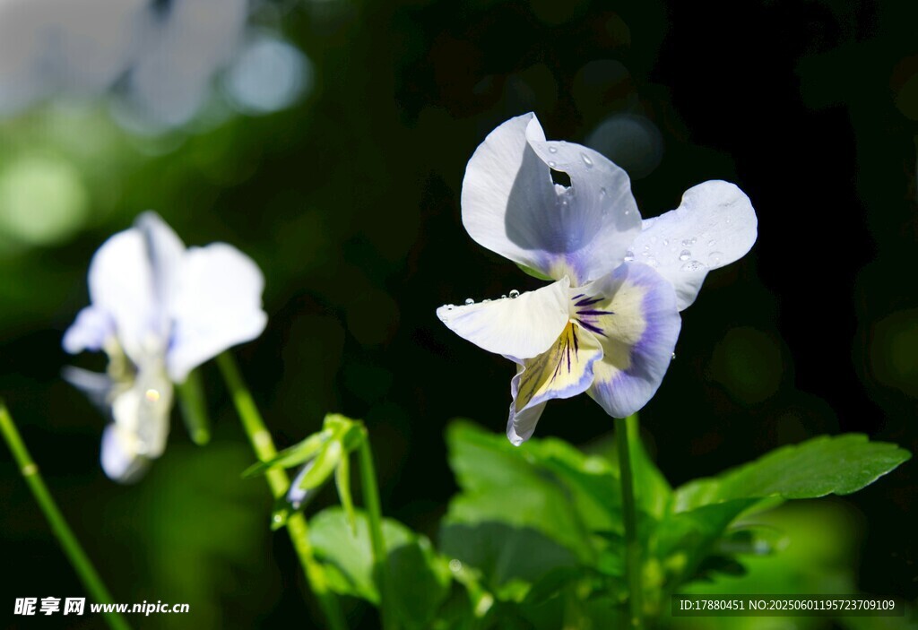 堇菜花