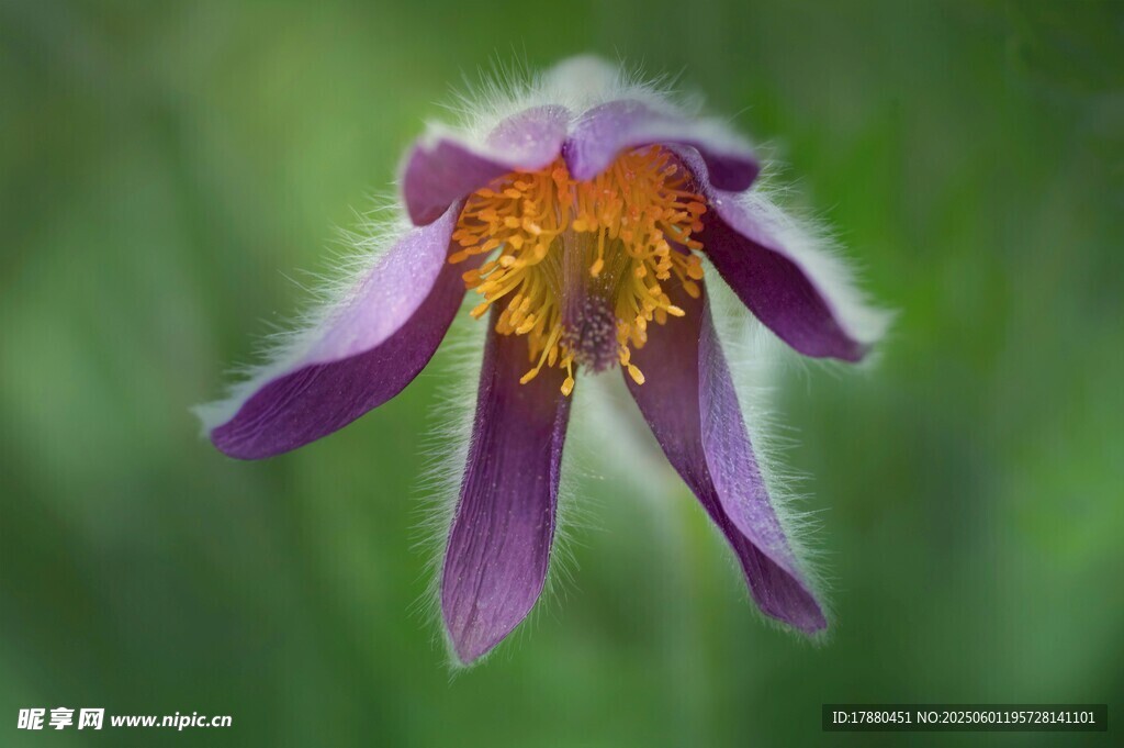 毛茛花