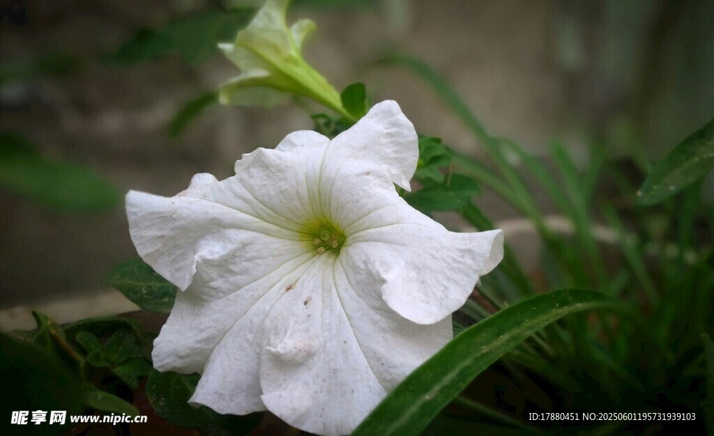 牽牛花