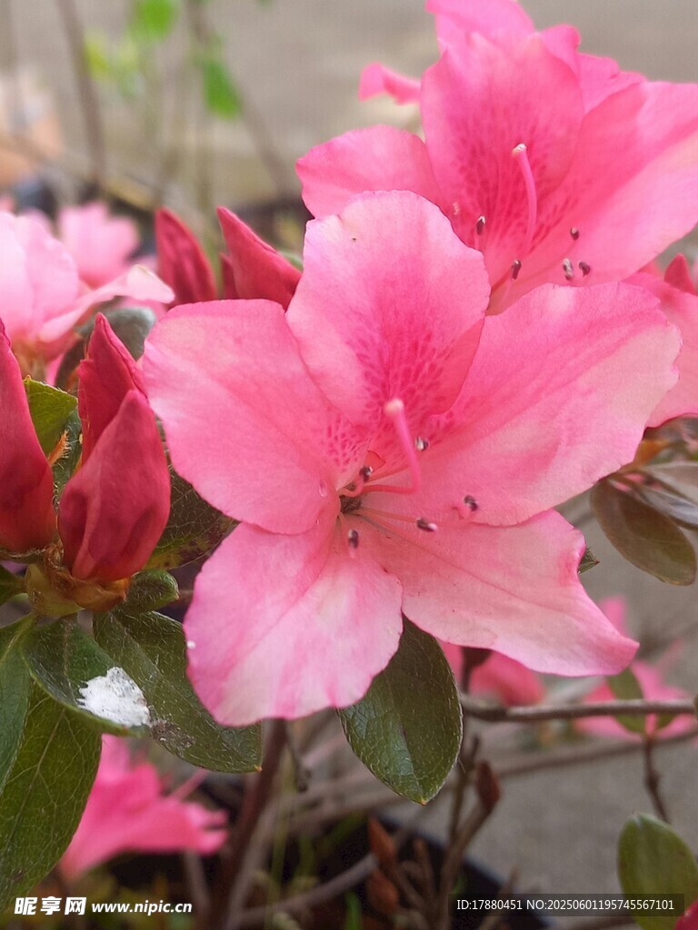 杜鵑花