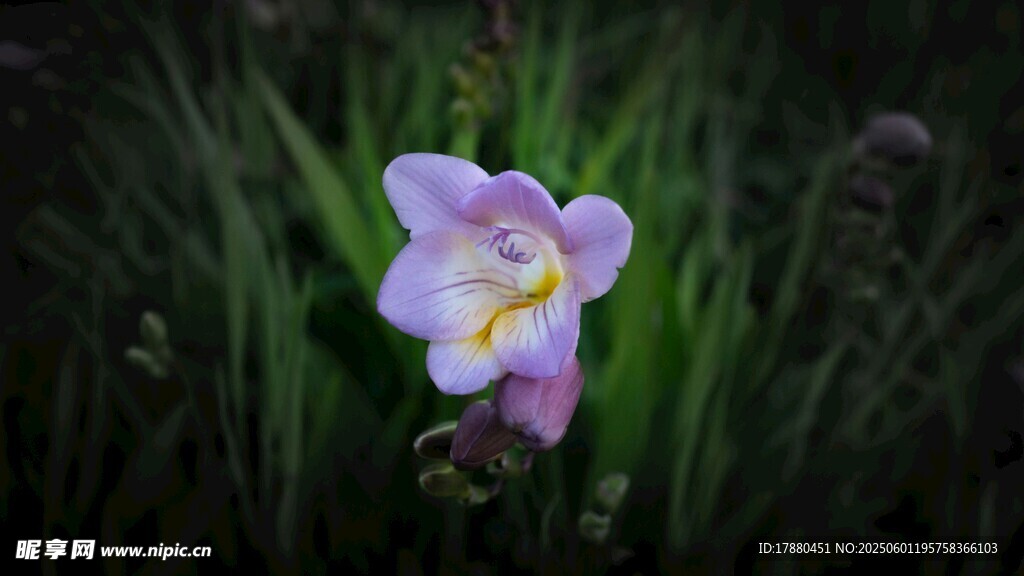 鳶尾花