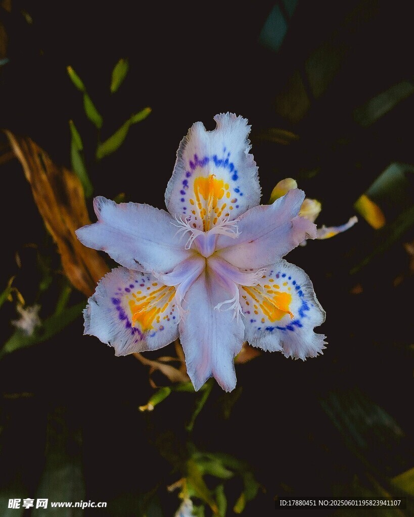 蝴蝶花