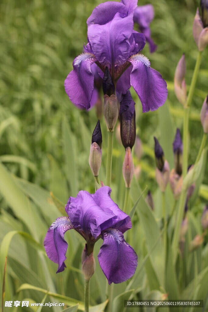 鳶尾花