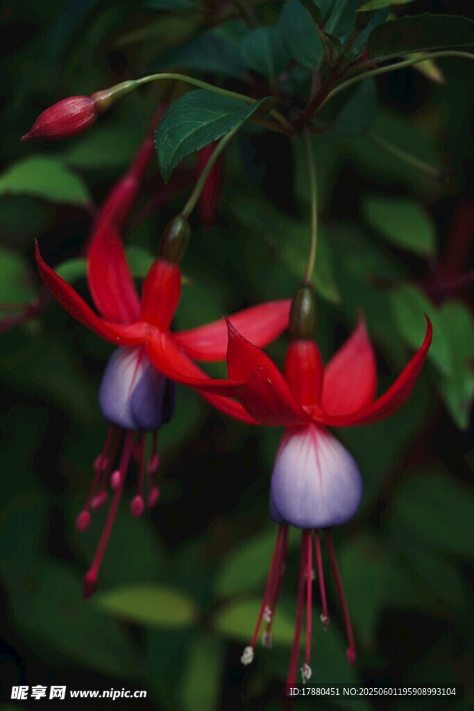 倒掛金鐘花