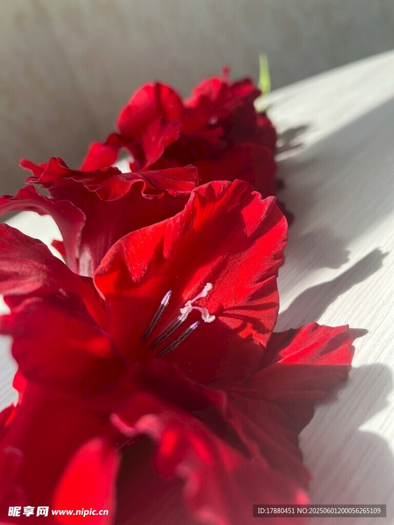 香石竹