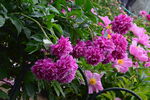 芍藥花  