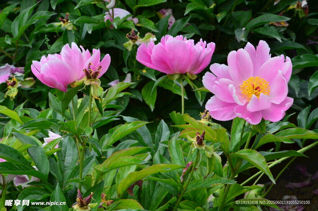 芍藥花  