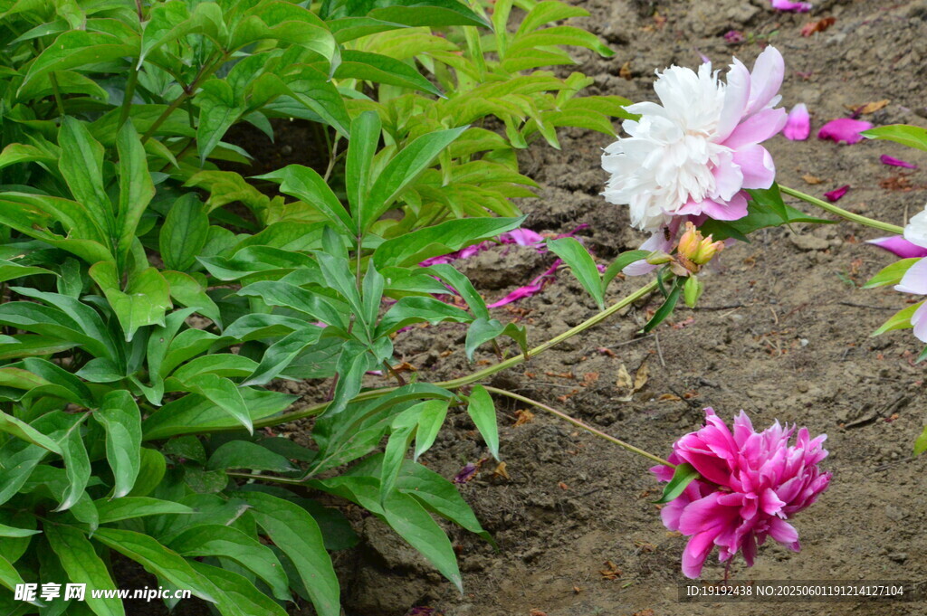 芍藥花  