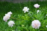 芍藥花  