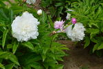 芍藥花  