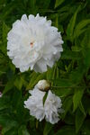 芍藥花  