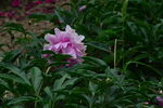 芍藥花  