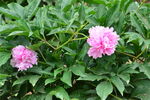 芍藥花  