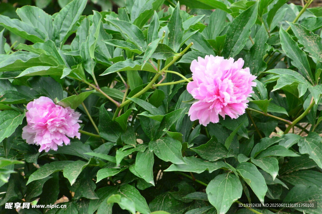 芍藥花  