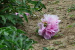 芍藥花  