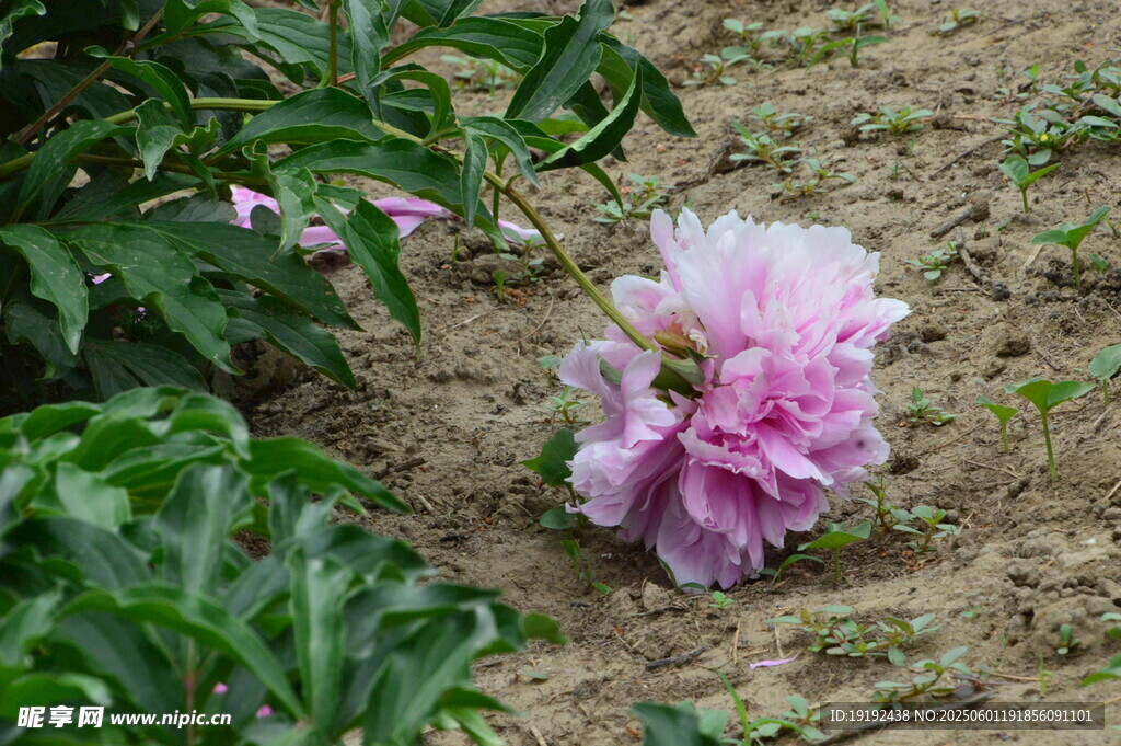 芍藥花  