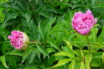 芍藥花 