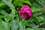 芍藥花  
