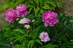 芍藥花  