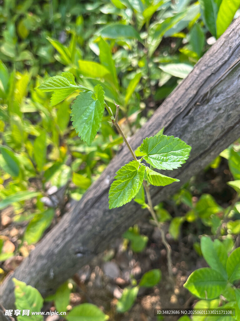 枯木旁的嫩綠植物