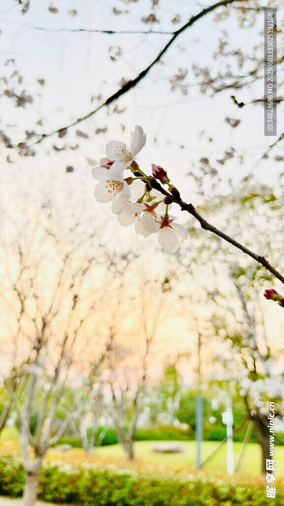 春日繁花下的公園景致