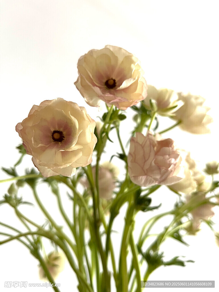 淡雅毛茛花束