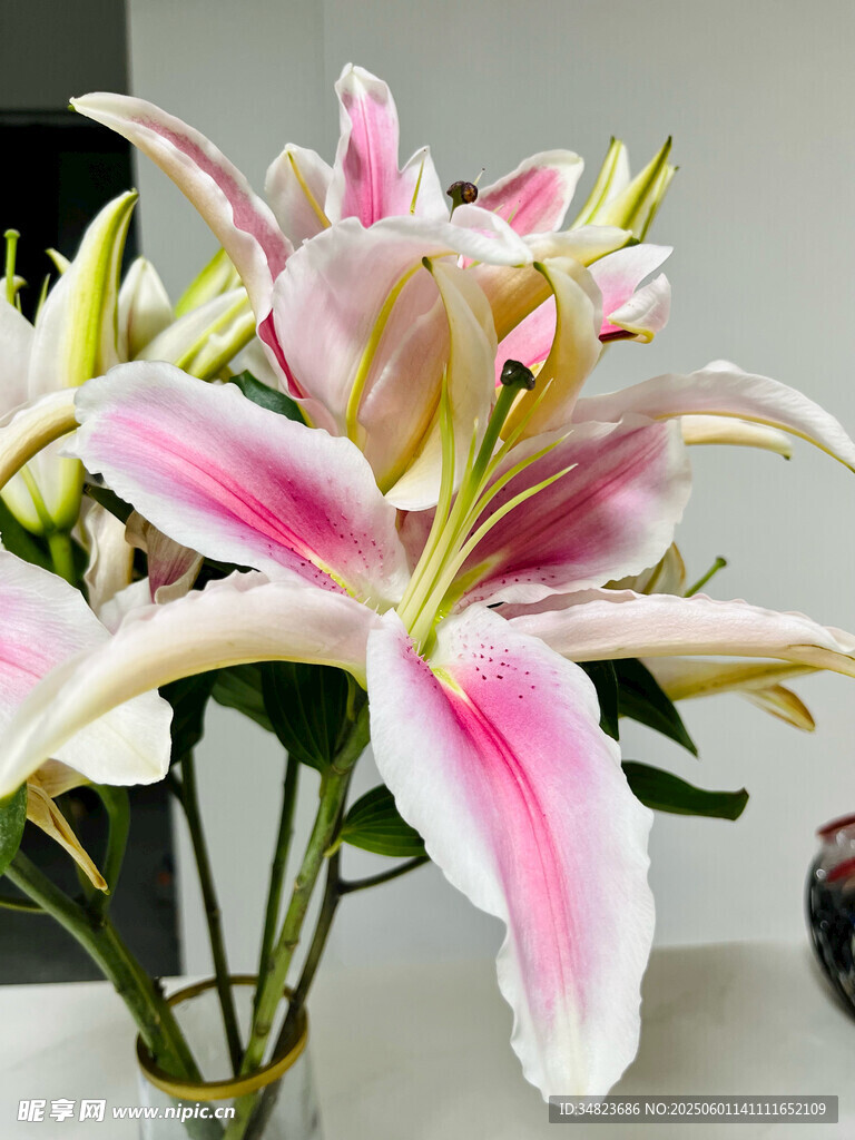 粉色百合花綻放