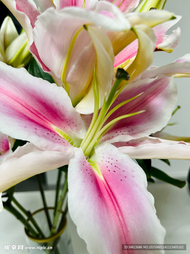 粉色條紋百合花特寫