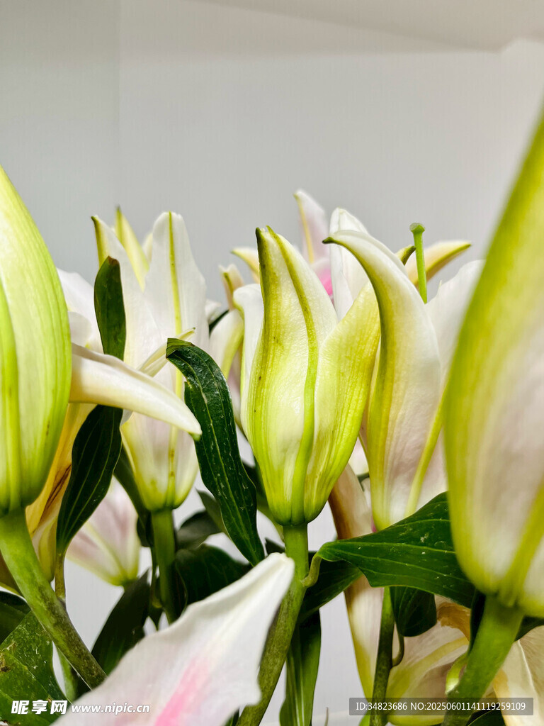 清新綻放的白色百合花