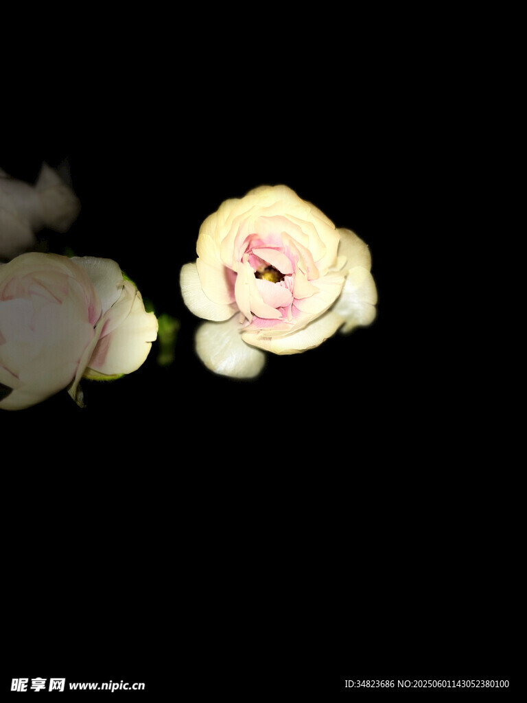 白色玫瑰特寫