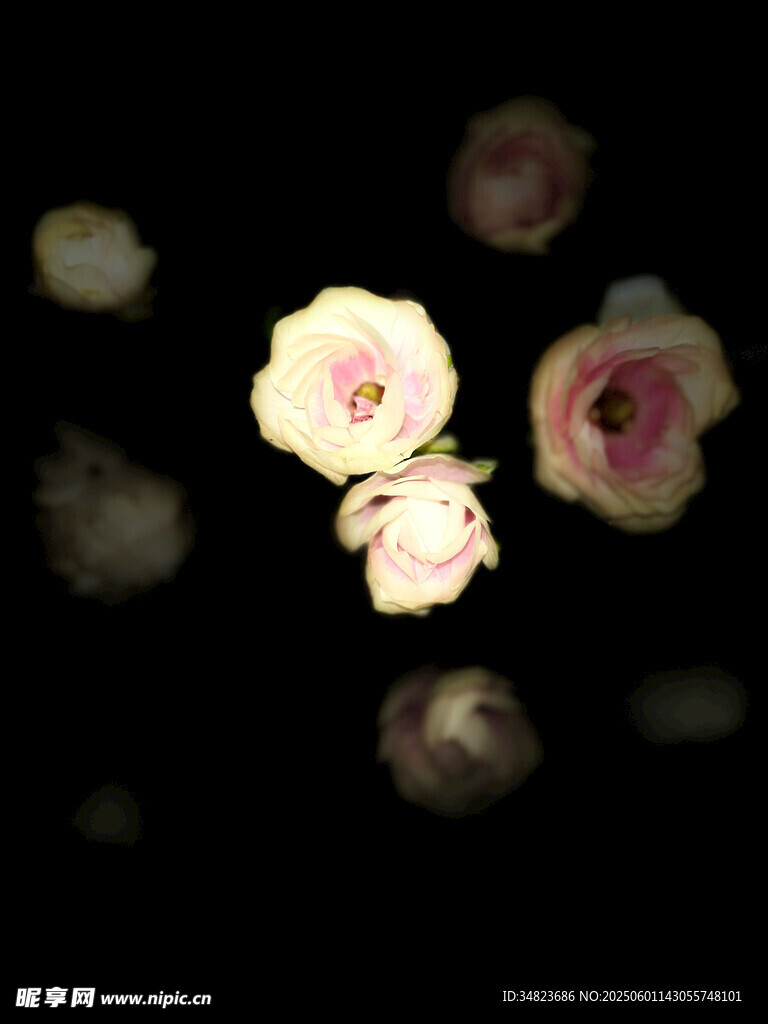 夜中綻放的柔美花朵