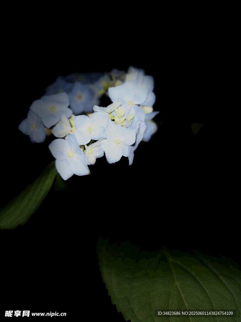 白色繡球花特寫