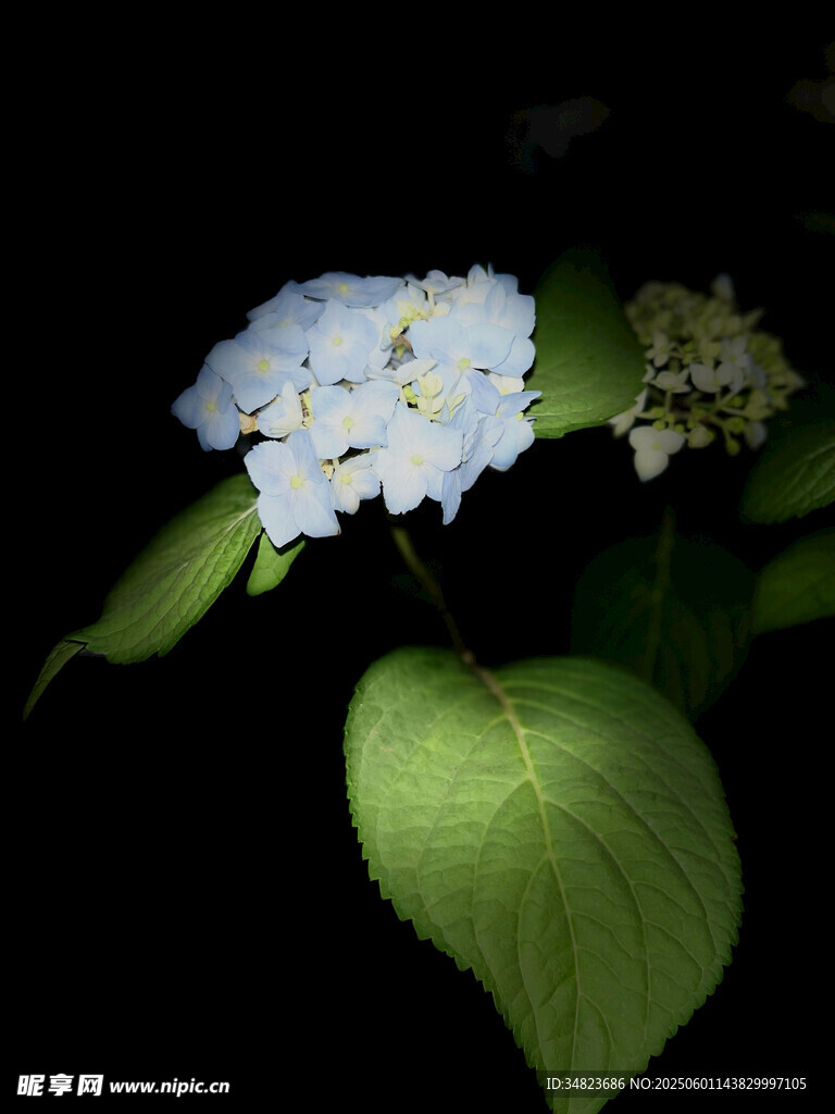 藍花綠葉特寫