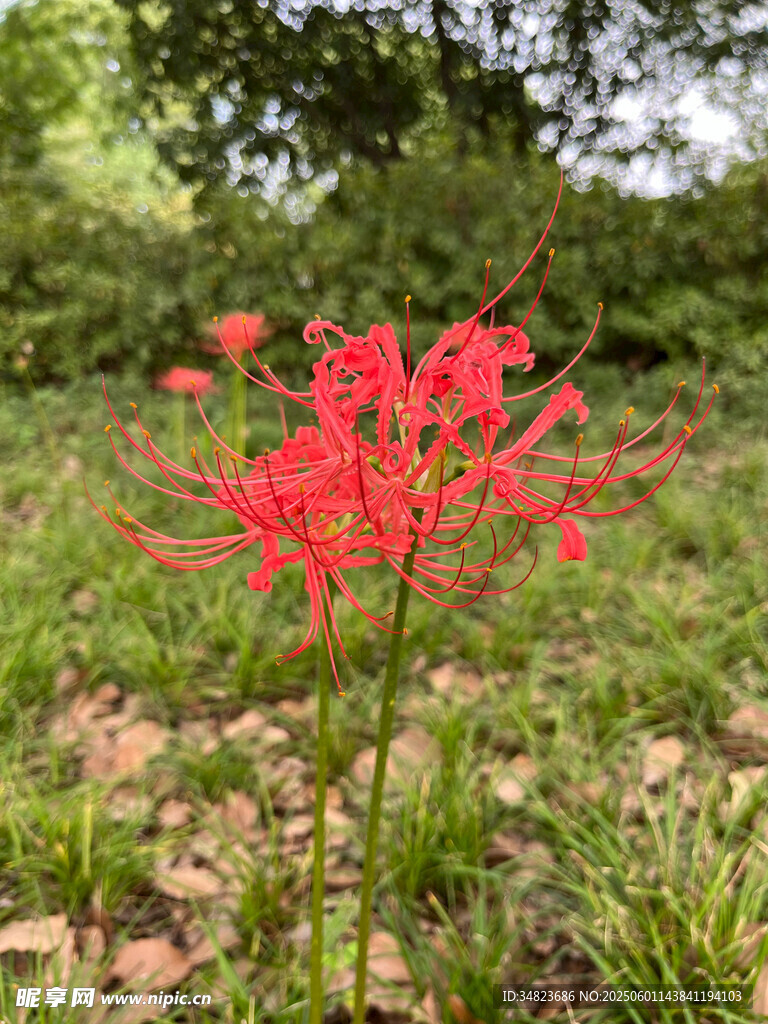 嬌艷紅色彼岸花綻于草地
