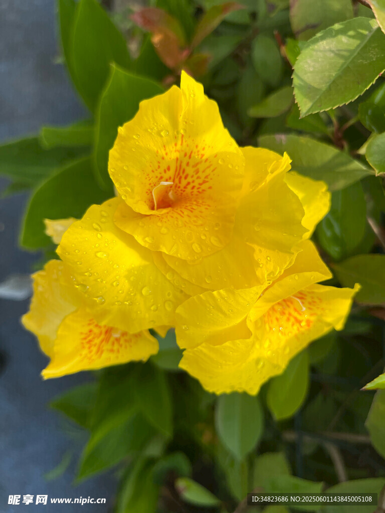 嬌艷黃色花朵綻放