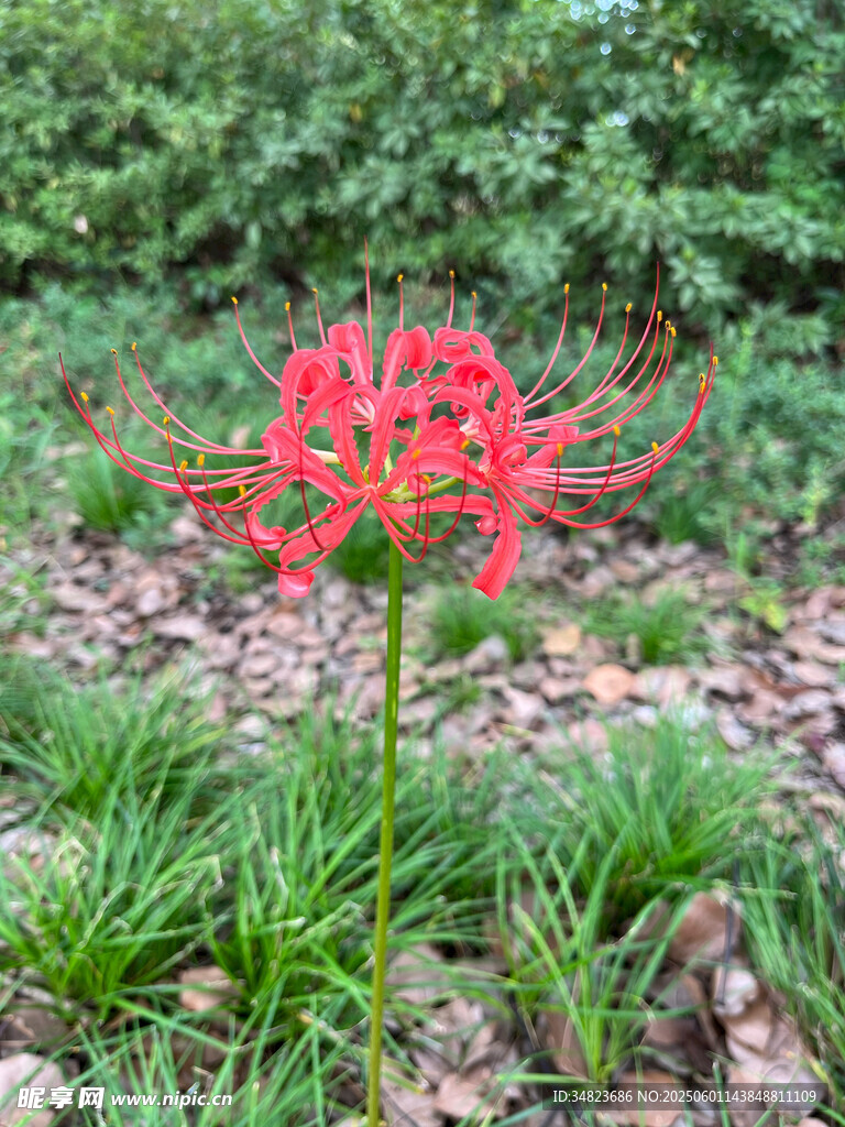 嬌艷彼岸花綻放于綠野