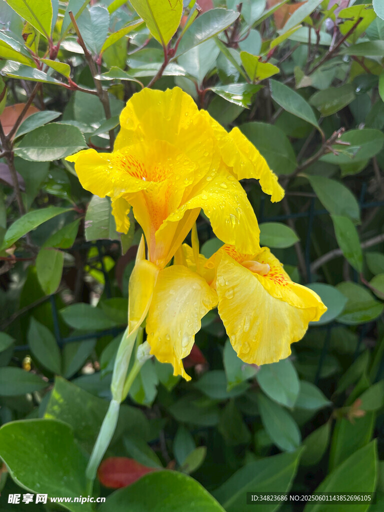 黃色鳶尾花綻放