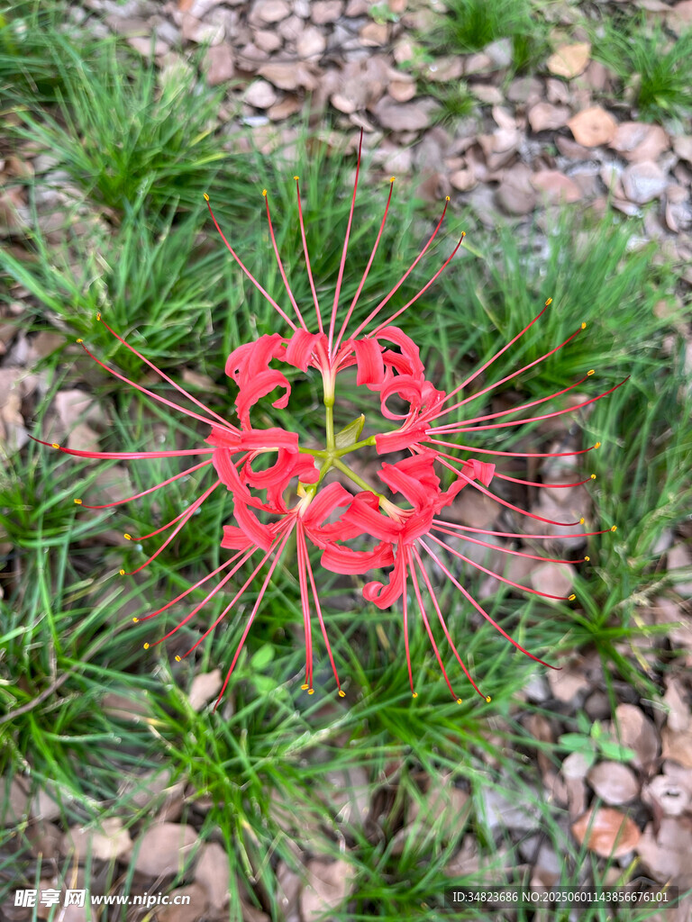 嬌艷紅色彼岸花