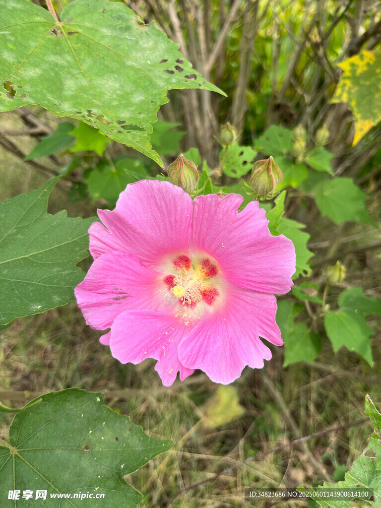 嬌艷粉色木槿花綻放