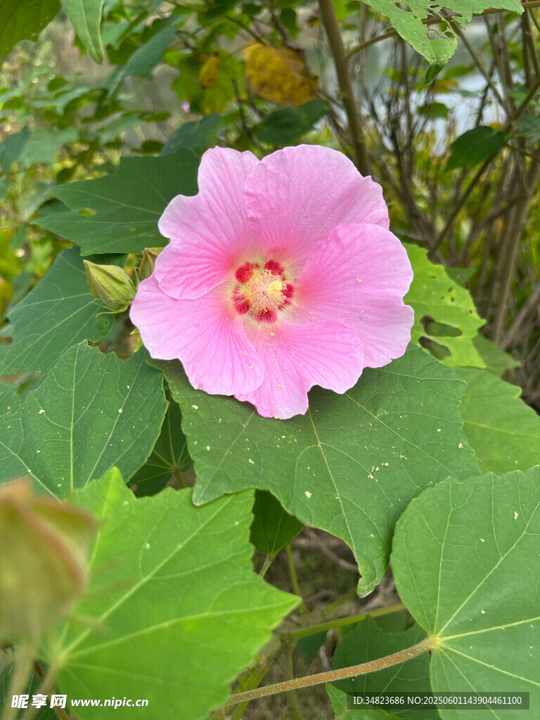 嬌艷木槿花綻放綠葉間