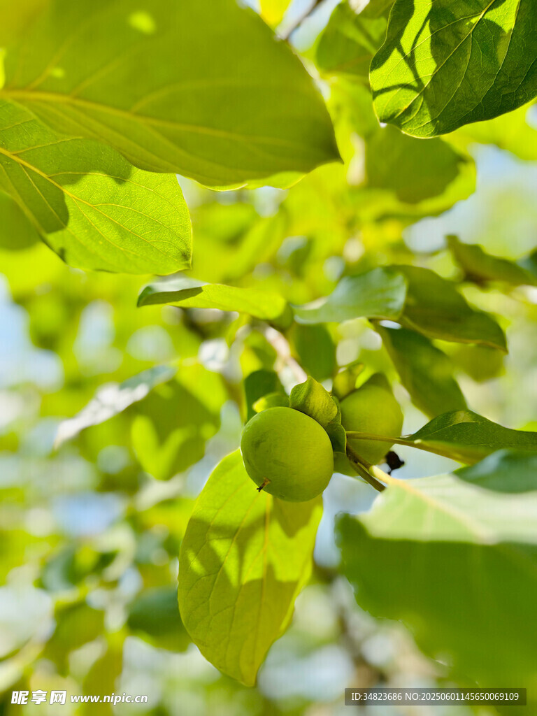 枝頭青果伴綠葉