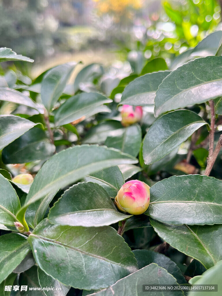 綠葉間的粉嫩山茶花