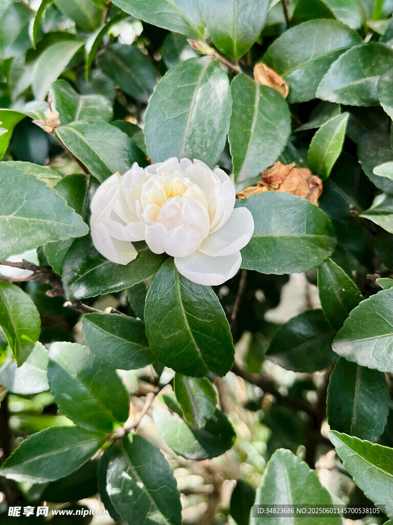 潔白山茶花綻放綠葉間